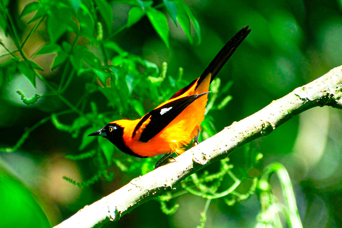 Birding in Manu