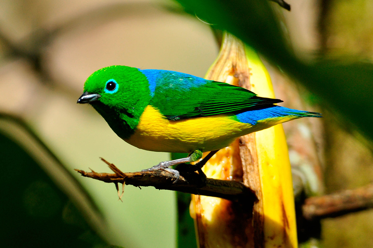 Birding in Manu